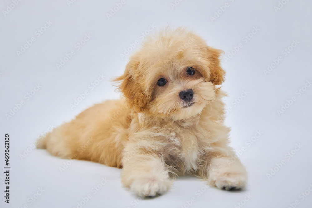 Maltese lapdog and poodle puppy. A new breed of miniature dogs.