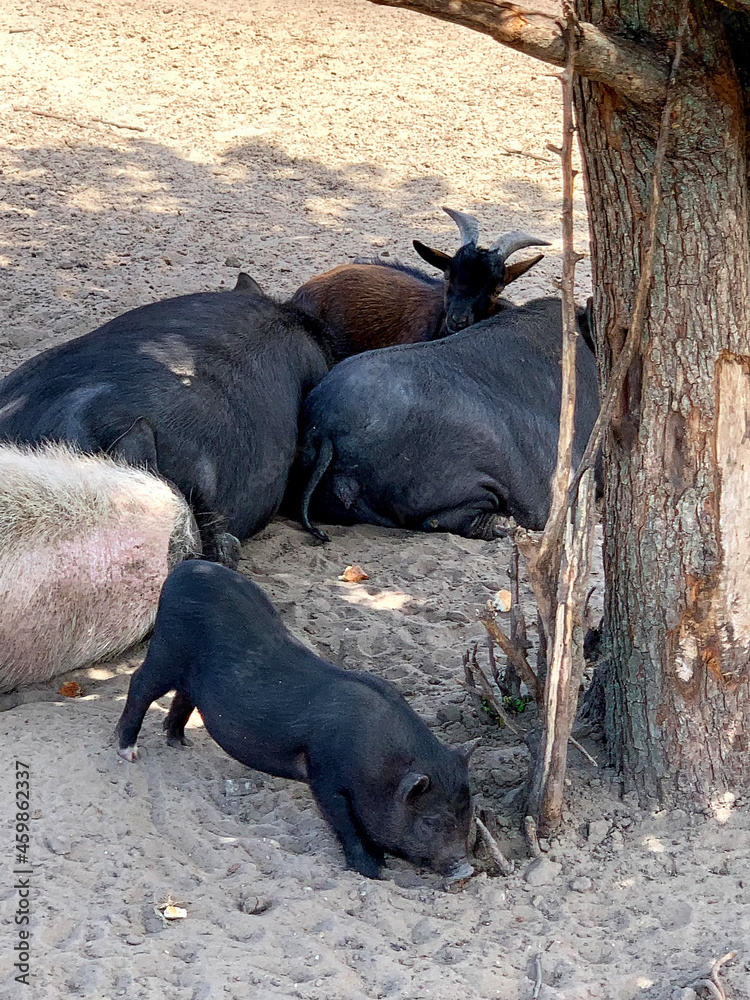 Vietnamese Pot-bellied pig. Cute black piglet. Pig breeding on the village Kovalivka, Poltava region, Ukraine. Vietnamese Pot-bellied pig. Cute black piglet. Pig breeding on the village Kovalivka, Poltava region, Ukraine.
