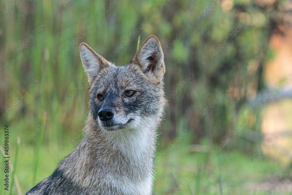 Fototapeta premium Black-backed jackal portrait