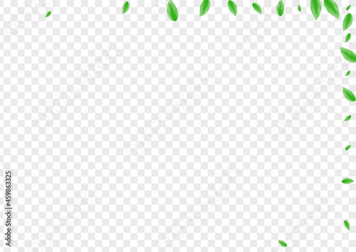 Greenish Leaves Background Transparent Vector. Leaf Pure Texture. Shape Design. Light Green Line Frame. Foliage Park.