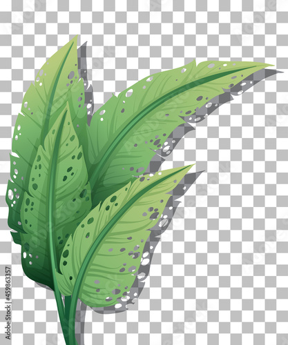 Tropical plant on transparent background
