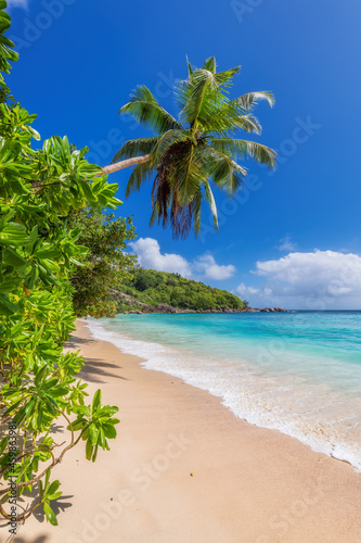 Tropical sandy beach with palm trees 