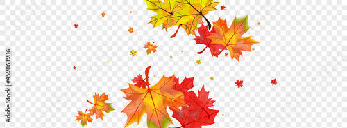 Autumnal Plant Background Transparent Vector. Foliage Beautiful Card. Red Forest Leaf. Nature Floral Design.