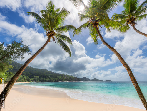 Fototapeta Naklejka Na Ścianę i Meble -  Palm trees on sandy beach