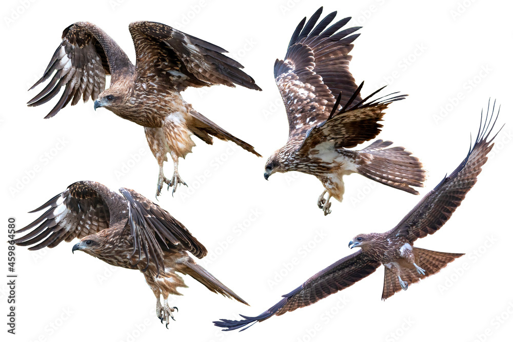 Fototapeta premium Black kite flying isolated on white background