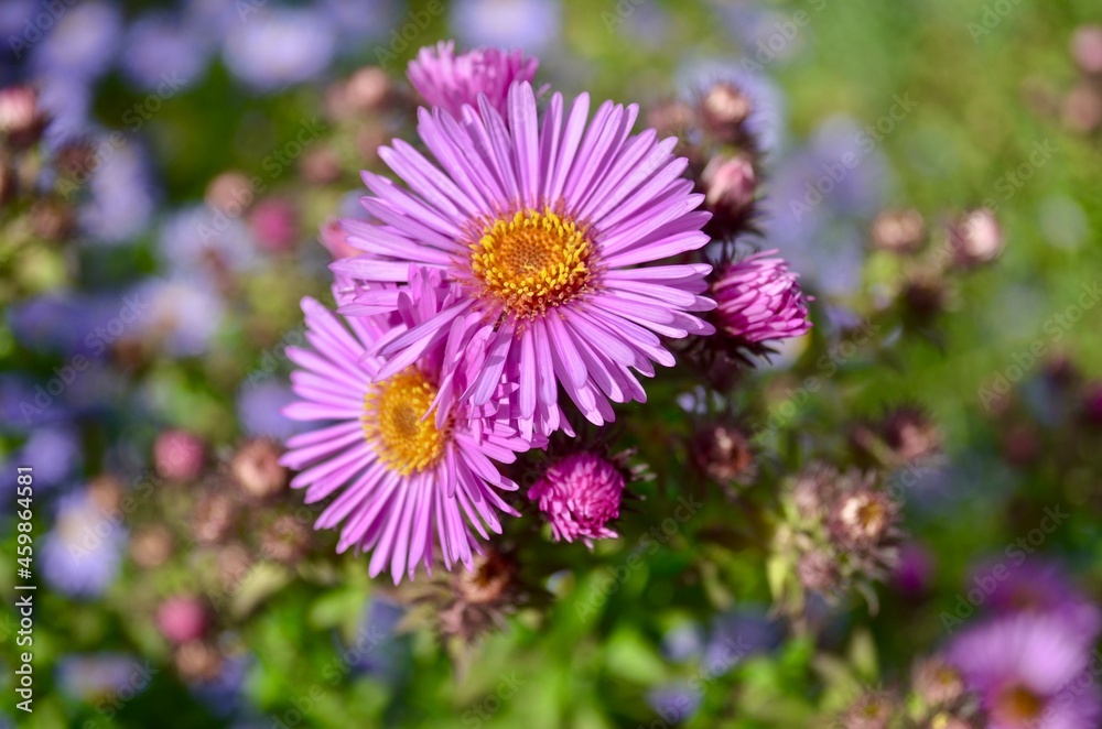 Astra flowers are a perennial, beautiful, unpretentious plant for your garden. Astra flowers are a perennial, beautiful, unpretentious plant for your garden.