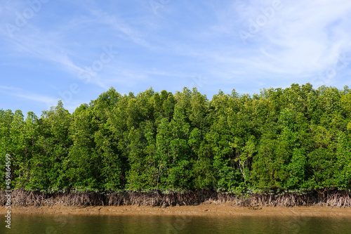 Mangrove forest at the river estuary