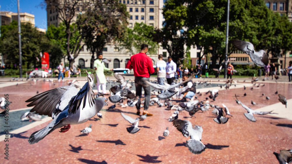 pigeons sur une place