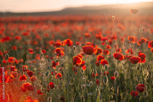 A red poppy field at sunset with selective focus and blurred background.