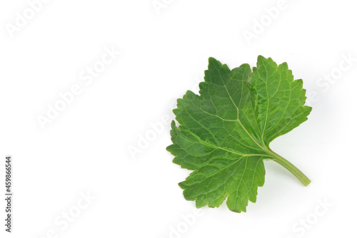 Patchouli or Pogostemon cablin (Blanco) Benth,green leaves isolated on white background.top view,flat lay.
