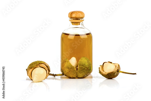 Alexandrian laurel,or Calophyllum inophyllum green leaves, fruits and oil isolated on white background. photo