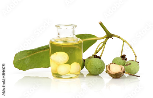 Alexandrian laurel,or Calophyllum inophyllum green leaves, fruits and oil isolated on white background. photo