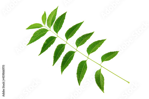 Neem or Azadirachta indica ,fresh green leaves isolated on white background.