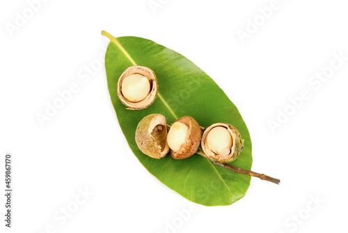 Alexandrian laurel or Calophyllum inophyllum fruits on green leaf isolated on white background.top view,flat lay. photo