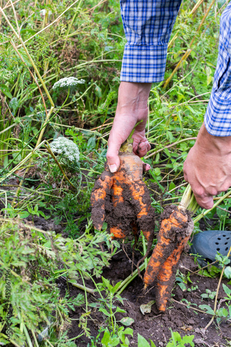 Farmer digs fresh organic carrots with tops from the ground, young raw vegetables from a garden bed