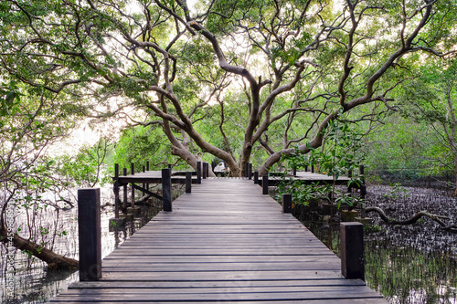 Fotografi Wood bridge in mangrove forest