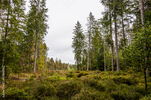 étang de la gruère, la gruère, See, Moorsee, Moor, Weiher, Hochmoor, Wanderweg, Spazierweg, Wald, Waldweg, Wasserpflanzen, Torfmoos, Jura, Naturschutz, Sommer, Herbst, Herbstfarben, Schweiz