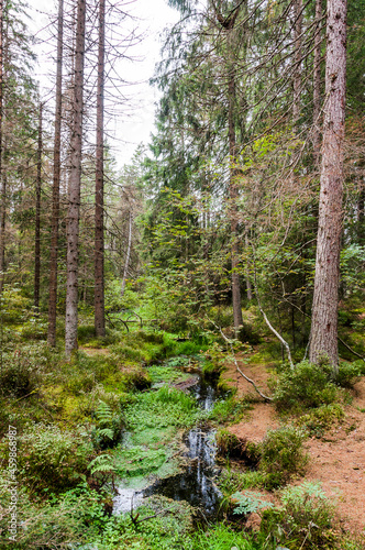 étang de la gruère, la gruère, See, Moorsee, Moor, Weiher, Hochmoor, Wanderweg, Spazierweg, Wald, Waldweg, Wasserpflanzen, Torfmoos, Jura, Naturschutz, Sommer, Herbst, Herbstfarben, Schweiz