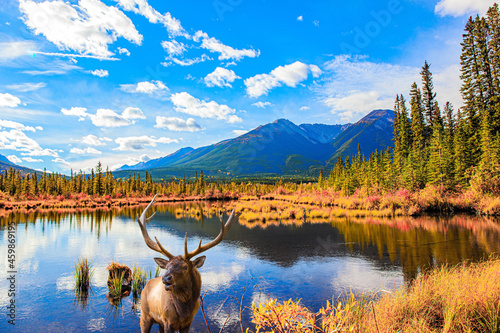 Gorgeous red deer grazes