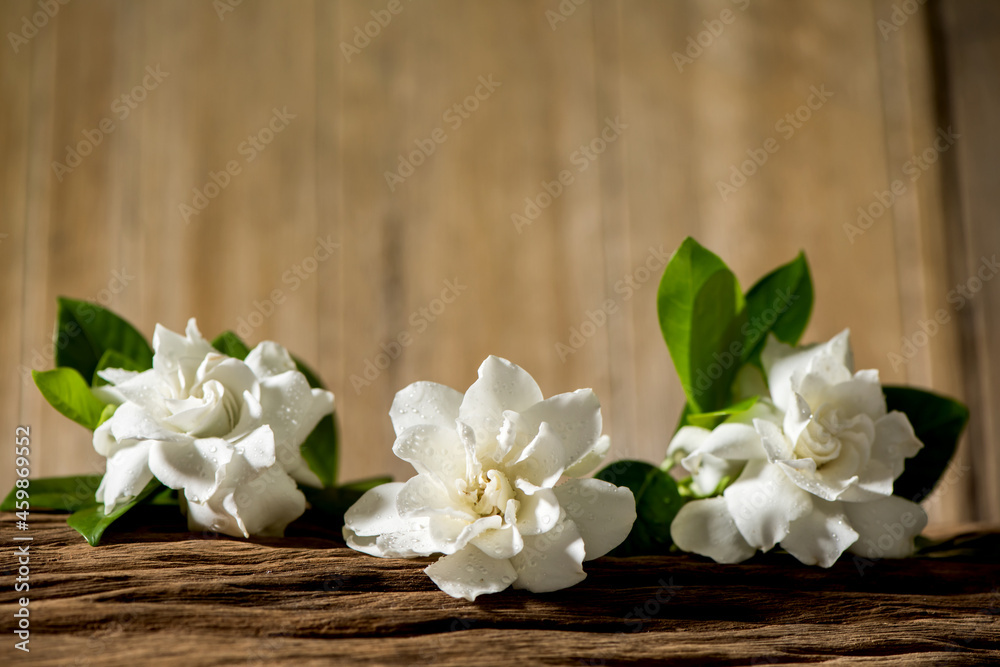 Fototapeta premium Cape jasmine or Gardenia jasminoides flowers on an old wood background.