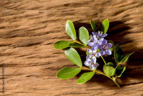 Lignum vitae or Guaiacum officinale flowers and green leaves on an old wood background. photo