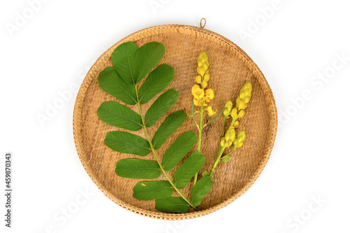 Acapulo or Senna alata flowers and green leaves isolated on white background.top view,flat lay. photo