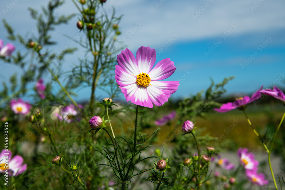 白とピンクが混じったコスモスの花 白とピンクが混じったコスモスの花