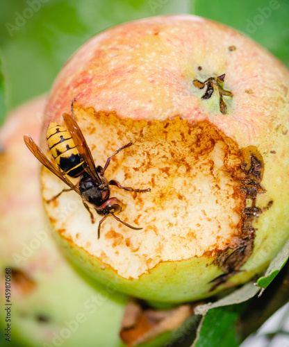 Giant European hornet wasp or Vespa crabro eating an apple hanging from a tree, close up, vertical photo