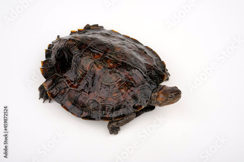 Indochinesische Dornschildkröte // Oldham's leaf turtle (Cyclemys oldhamii) photo