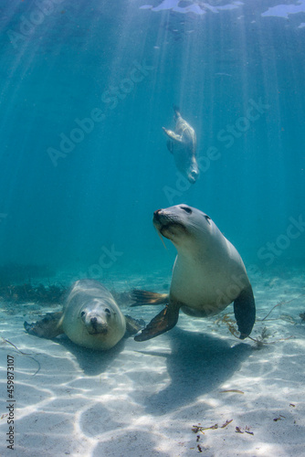 Undersea view of¬†Australian sea lions¬†(Neophoca cinerea)