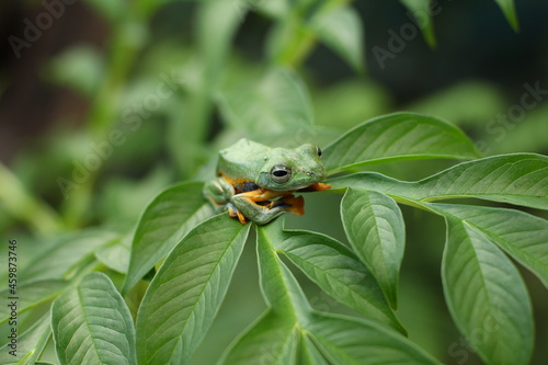 A flying frog (also called a gliding frog) is a frog that has the ability to achieve gliding flight. 