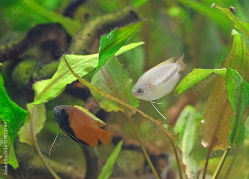 Honiggurami