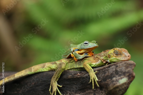 A flying frog (also called a gliding frog) is a frog that has the ability to achieve gliding flight. 