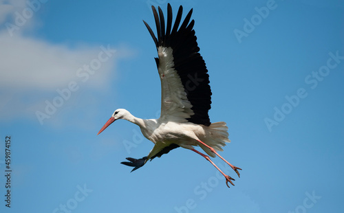 Lonely stork in flight against the blue sky. Wide wingspan