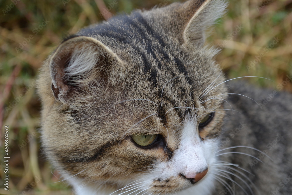 portrait of a cat