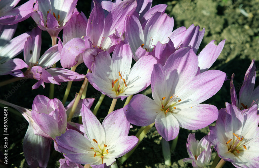 Close up of Autumn Crocuses, Yorkshire England
Close up of Autumn Crocuses, Yorkshire England