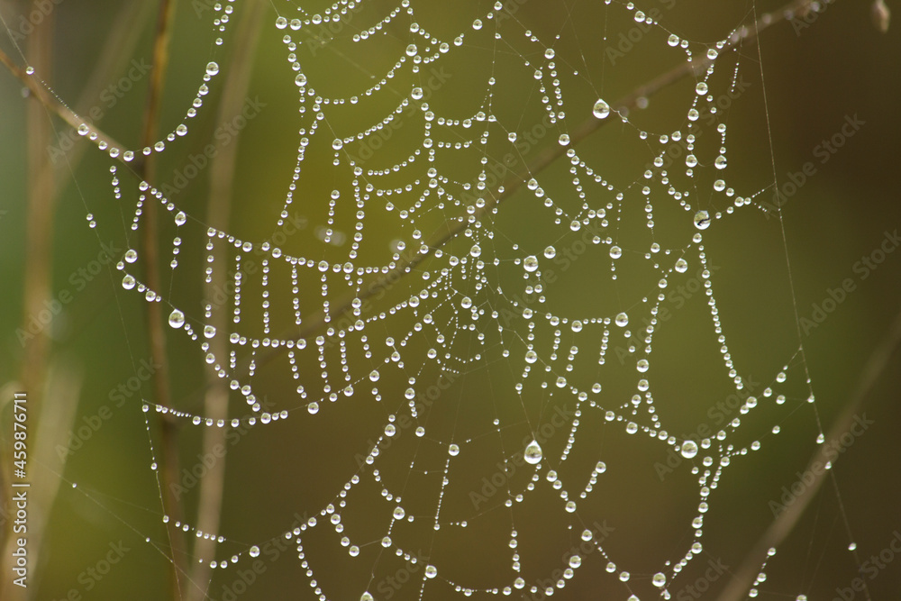 Spider web in morning dew in autumn. Spider web with water drops.