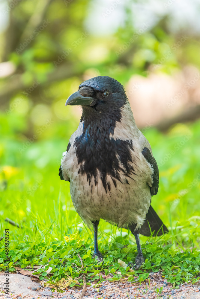 Black crow walks on green lawn. Raven on grass. Wild bird on meadow. Black crow walks on green lawn. Raven on grass. Wild bird on meadow.