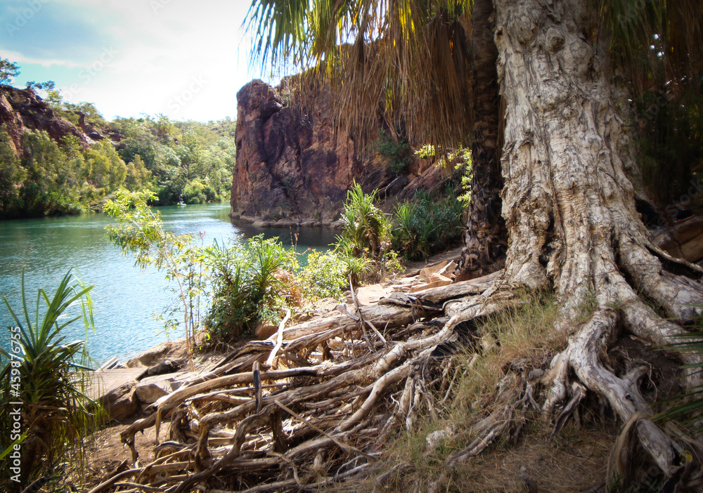 tree on the rocks by water flowing through the gorge tree on the rocks by water flowing through the gorge