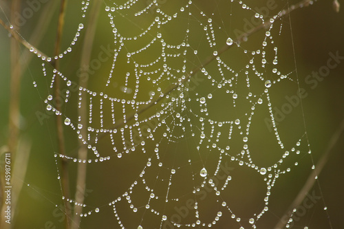 Spider web in morning dew in autumn. Spider web with water drops.