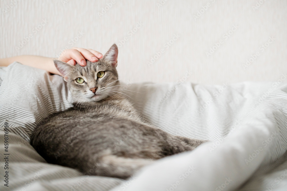 The hostess gently strokes her cat on the fur. The relationship between a cat and a person. The hostess gently strokes her cat on the fur. The relationship between a cat and a person.