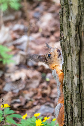 Portrait of a squirrel on a tree trunk © Dmitrii Potashkin
