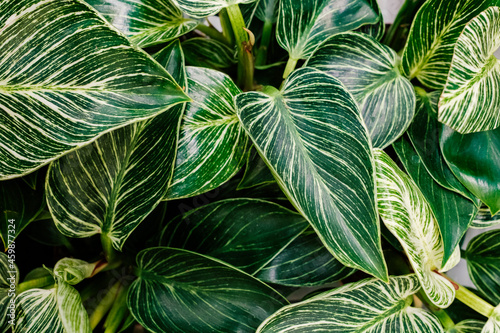 Plant leaves Philodendron White Measure Birkin - top view. green background of living plants. photo