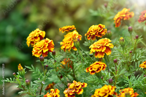 Orange marigold flowers. Colorful autumn background. Tagetes