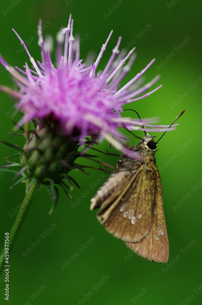 Obraz premium アザミとセセリチョウ