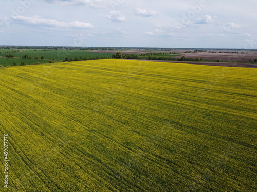 Picturesque rapeseed field under the blue sky. Farmland covered with flowering rapeseed, aerial view. © Oleksii