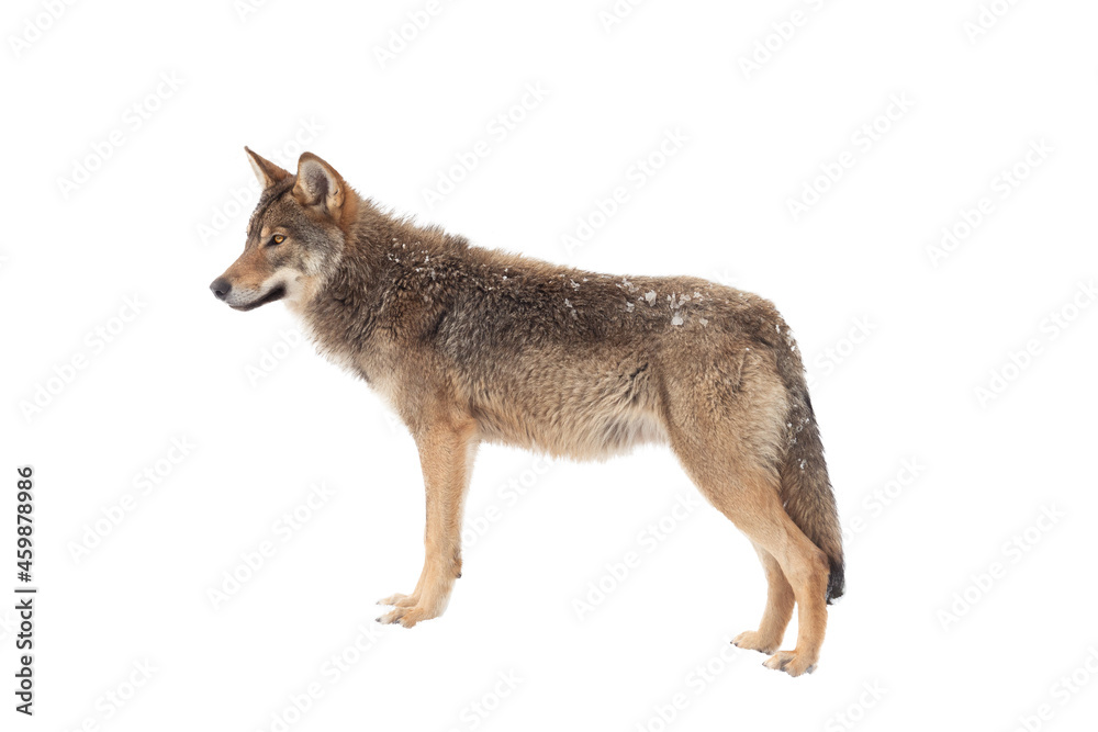 Fototapeta premium wolf stands in profile isolated on white background