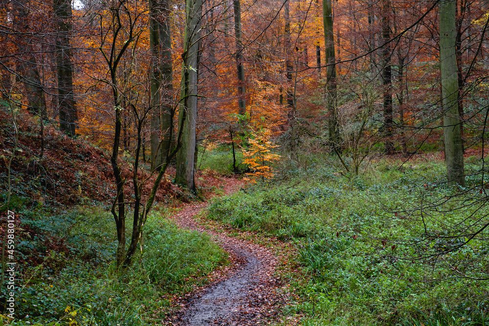 Footpath in autumnal forest