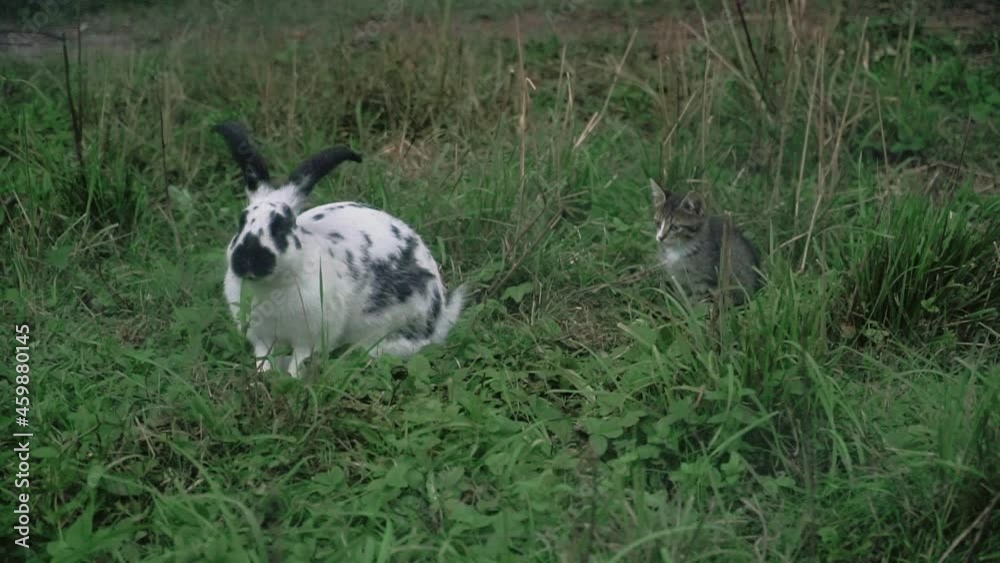 Rabbit and kitten play in the grass in the park Rabbit and kitten play in the grass in the park