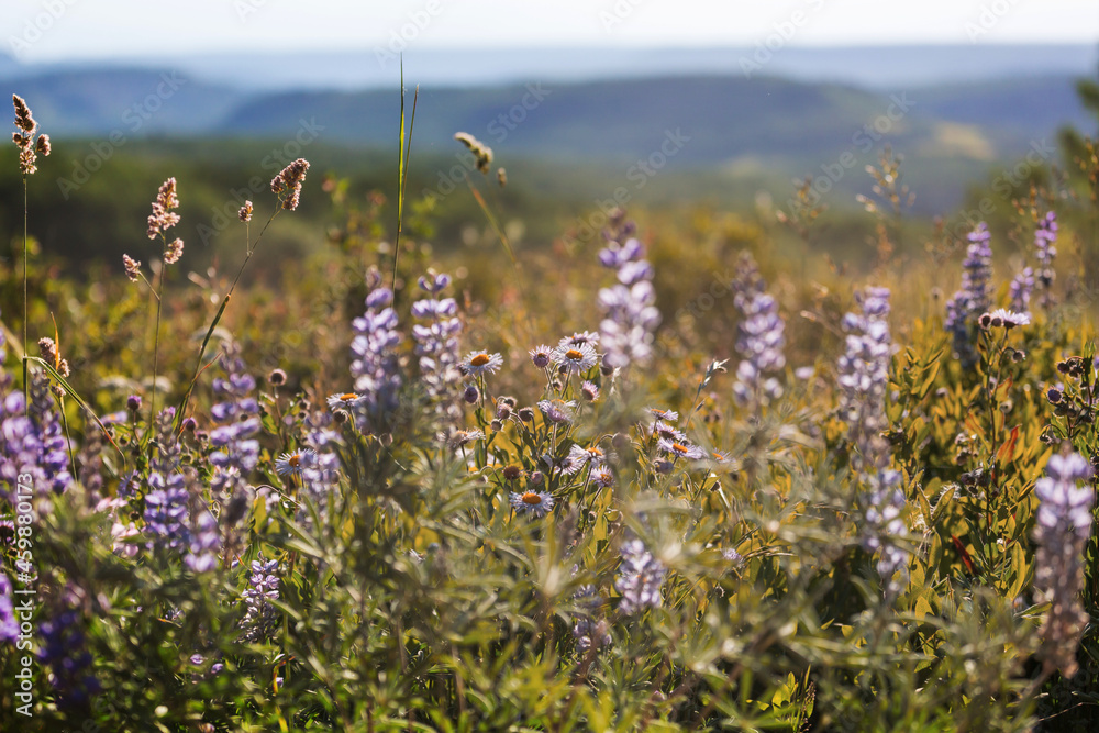 Naklejka premium Wildflowers